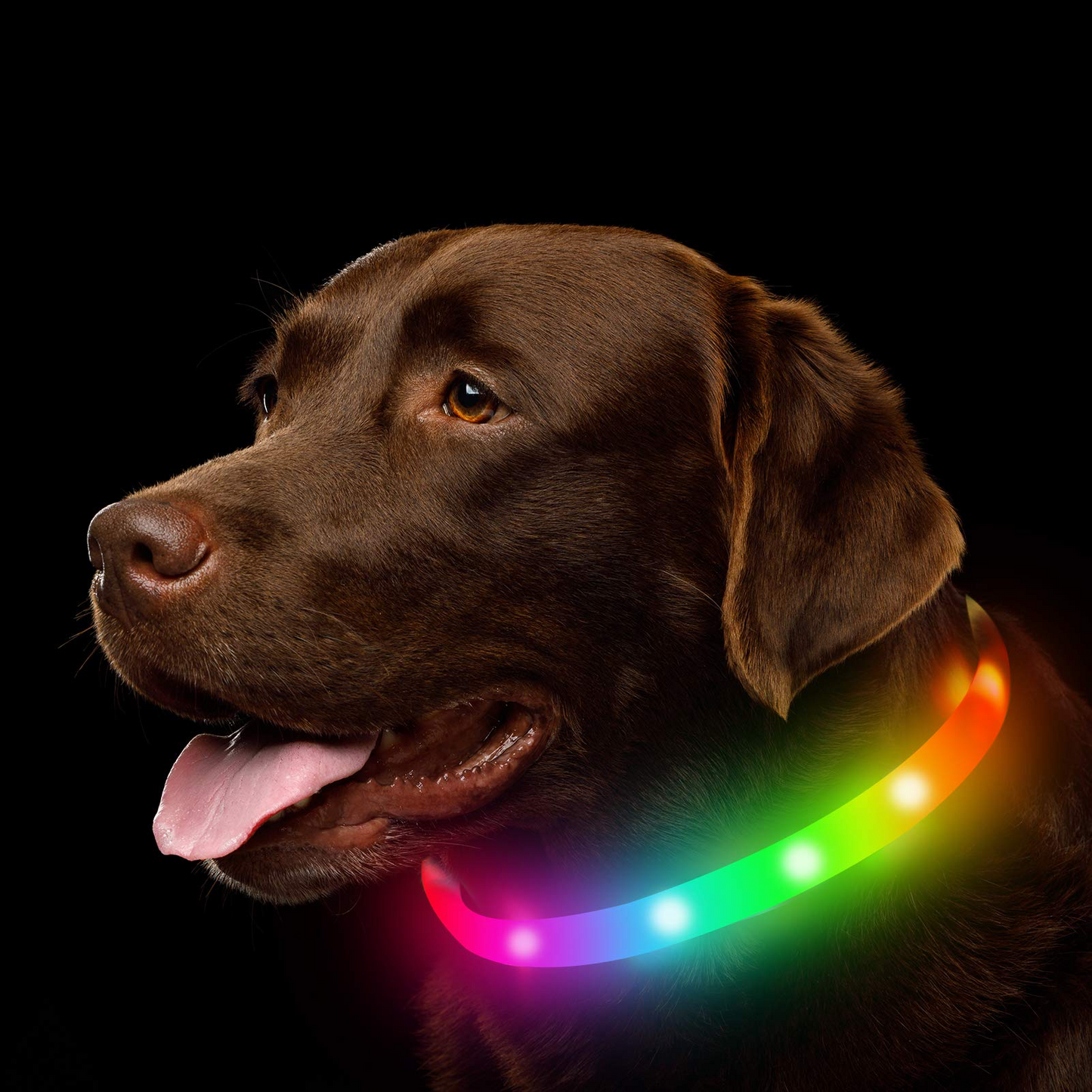 Shop Pet Luminous Collar: All-Seasons Glow for Pets